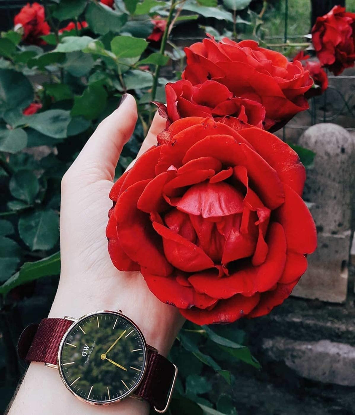Shop Authentic Daniel Wellington Classic Roselyn Black Dial Maroon Nylon Strap Watch For Women - DW00100273 - Luxxuri