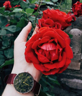  Shop Authentic Daniel Wellington Classic Roselyn Black Dial Maroon Nylon Strap Watch For Women - DW00100273 - Luxxuri